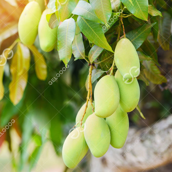 Setelah peralatan pembersih mangga dan peralatan lain yang disesuaikan oleh Gelgoog untuk Perusahaan CE secara resmi mulai diproduksi, efisiensi proses pencucian dan pemrosesan mangga Perusahaan CE telah meningkat pesat, sehingga menghemat sumber daya manusia. kualitas.